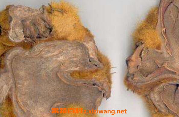 金毛狗脊的功效与作用