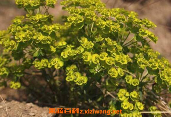 拔毒草的功效与作用 拔毒草能吃吗