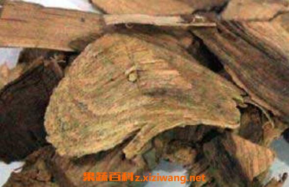 草乌的功效与作用 草乌的食疗用法