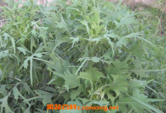 野莴苣与山莴苣的区别 山莴苣的功效作用