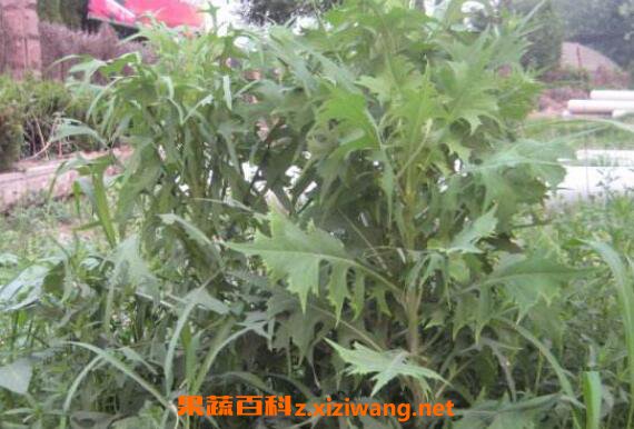 野莴苣怎么食用 野莴苣的食用方法