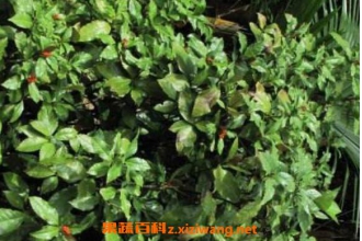 九节茶泡酒有什么功效 九节茶怎么泡酒