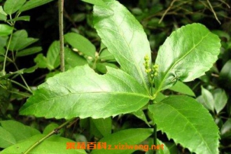 九节茶根的功效与作用 九节茶根的药用价值