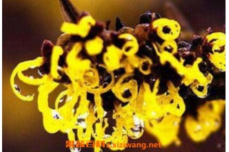 金缕梅的功效与作用 金缕梅对皮肤的作用