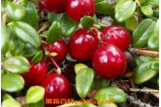 熊果苷的功效与作用 吃熊果苷的好处