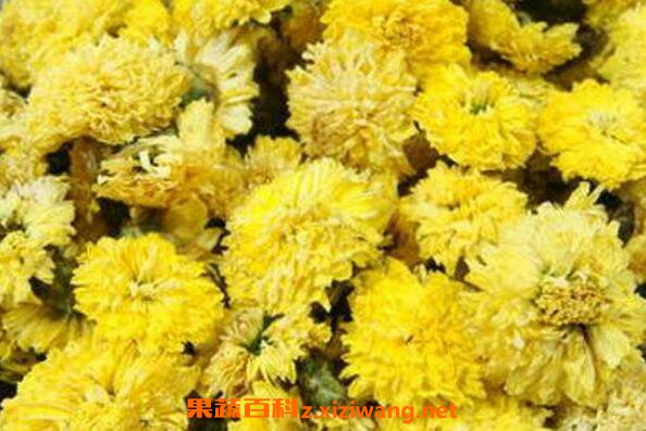 杭菊花怎么泡 杭菊花的正确冲泡方法