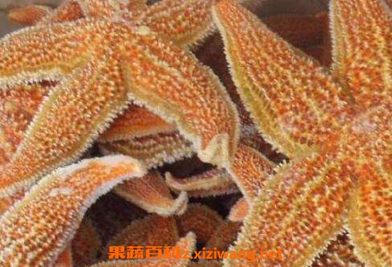 干海星的功效与作用