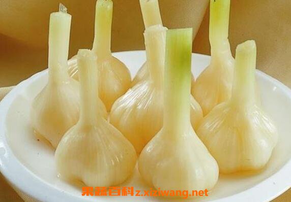 蜂蜜加大蒜的功效 蜂蜜腌大蒜的做法大全