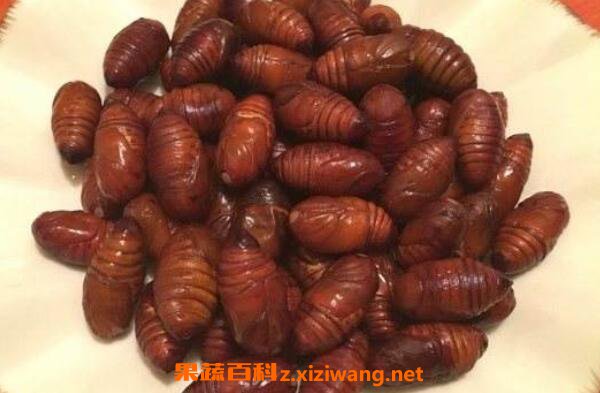 女性吃蚕蛹好处与坏处