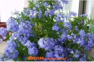 蓝雪花的养殖方法 养殖蓝雪花的注意事项