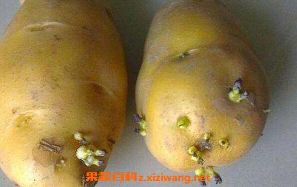 发芽的土豆怎么处理 吃了发芽土豆怎么解毒