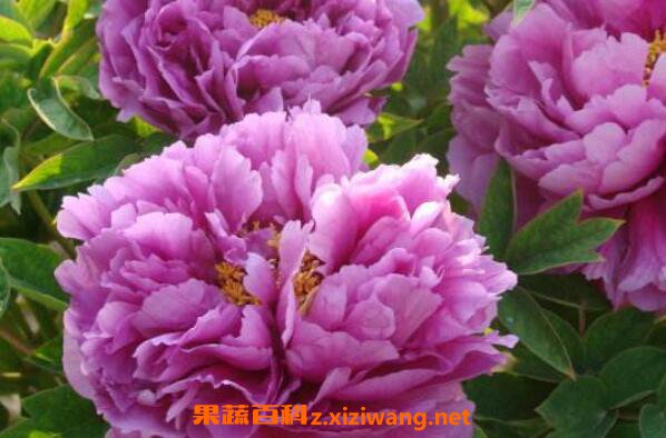 变色牡丹怎么养 变色牡丹的养殖方法和注意事项