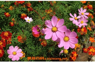 太阳花怎么养 太阳花的养殖方法和注意事项