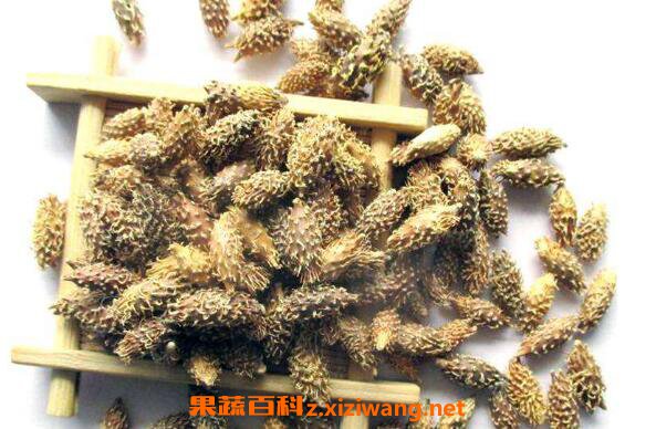 苍耳煮水有什么功效 苍耳子泡水喝的功效