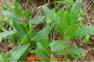 刺儿菜怎么吃 刺儿菜的功效与作用
