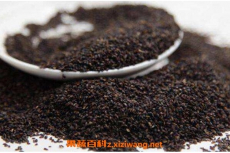 车前子的功效与作用 车前子的药用价值