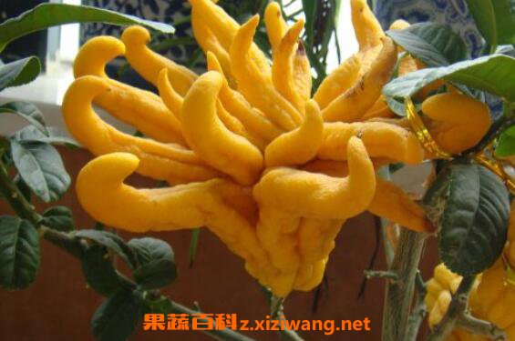 佛手的功效与作用 佛手的食用方法