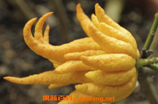 佛手的功效与作用 佛手的食用方法