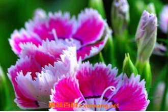 五彩石竹种子怎么种 五彩石竹种子种植方法