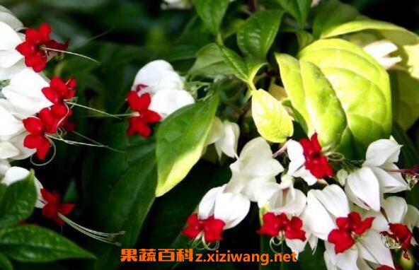 龙吐珠怎么养 龙吐珠修剪示意图