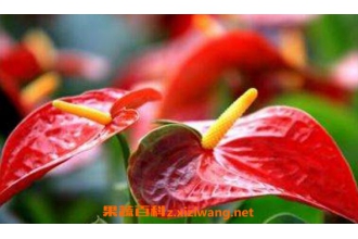 安祖花怎么养 安祖花的养殖方法和注意事项