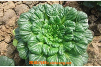 乌塌菜的功效与作用
