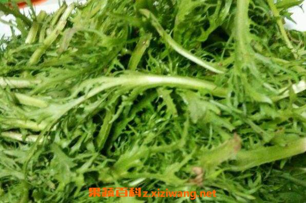 苦菊怎么做好吃 苦菊的家常做法