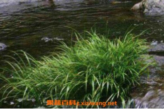 九节菖蒲的功效与作用