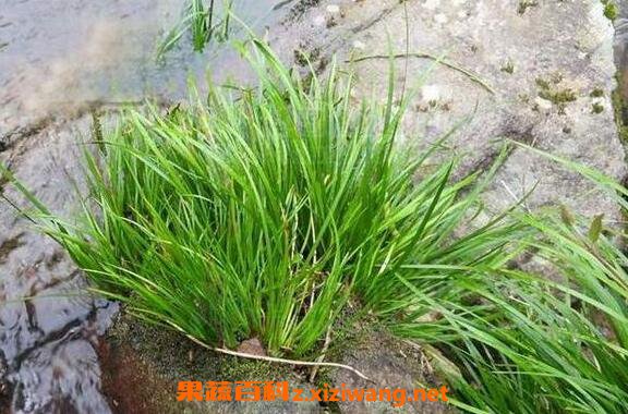 九节菖蒲的功效与作用