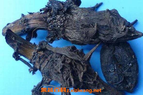 制草乌的功效与作用 制草乌的药用价值