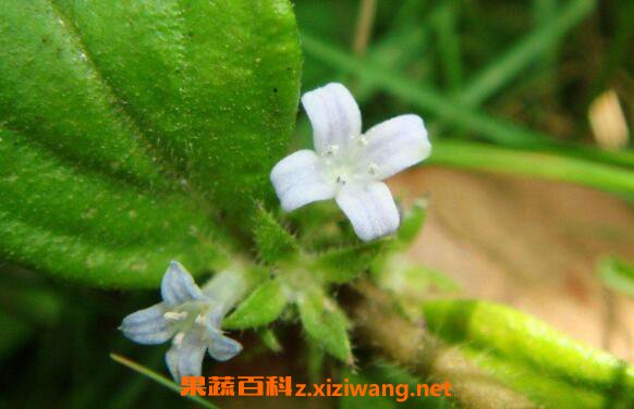 金毛耳草的功效与作用