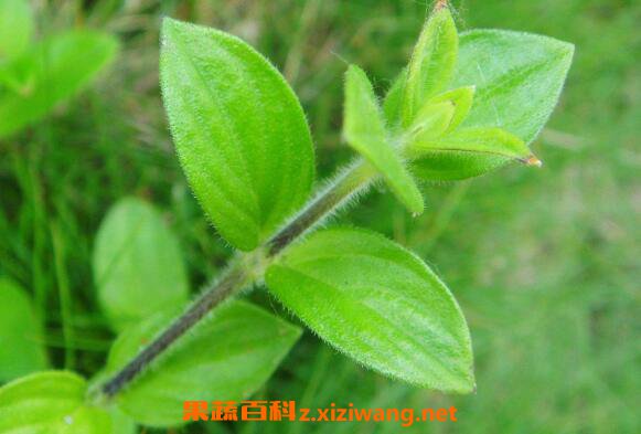 金毛耳草的功效与作用