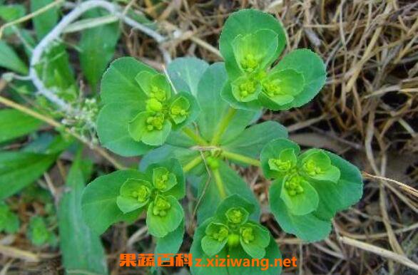 拔毒草的功效与作用 拔毒草图片