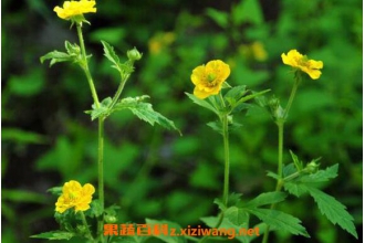 路边青的功效与作用 路边青有什么副作用
