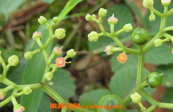 乌蔹莓的功效与作用及药用价值