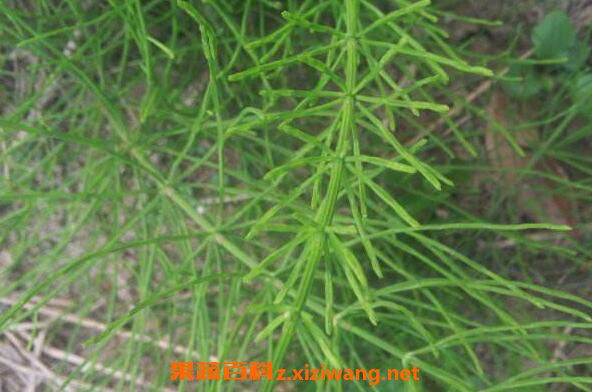 问荆的功效与作用 问荆的副作用