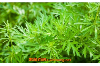 黄花蒿的功效与作用及药用价值