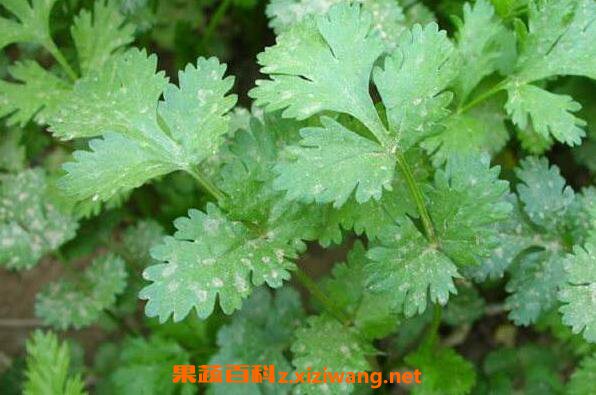 黄花蒿的功效与作用及药用价值