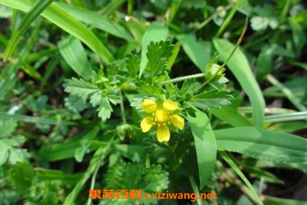朝天委陵菜的功效与作用