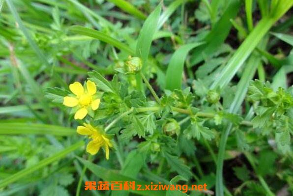 朝天委陵菜的功效与作用