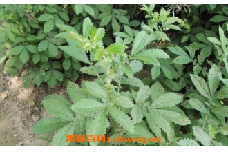 龙芽草的功效与作用