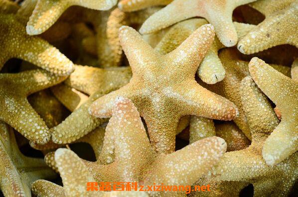 干海星煲汤前如何清洗 干海星煲汤有什么功效