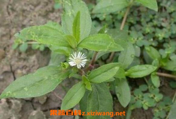 墨旱莲的功效与作用及药用价值