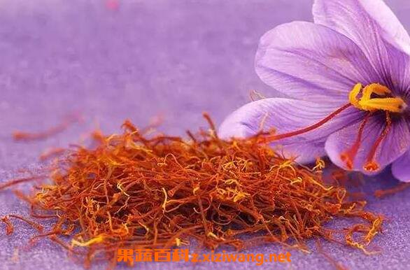 番红花的功效与作用及药用价值