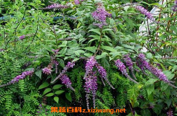 醉鱼草的功效与作用及药用价值