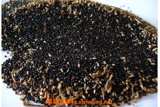 苋菜籽的功效与作用
