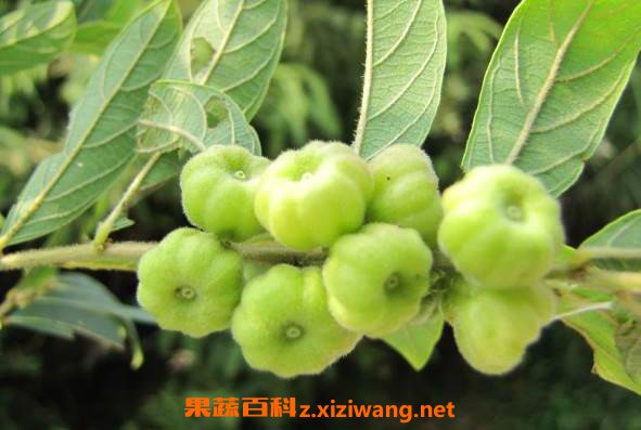算盘子的功效与作用及药用价值
