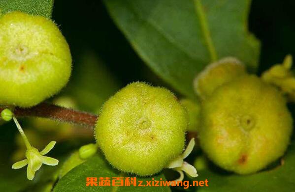 算盘子的功效与作用及药用价值