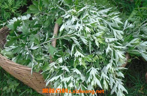 艾叶煮水喝有什么功效 喝艾叶水的功效与作用