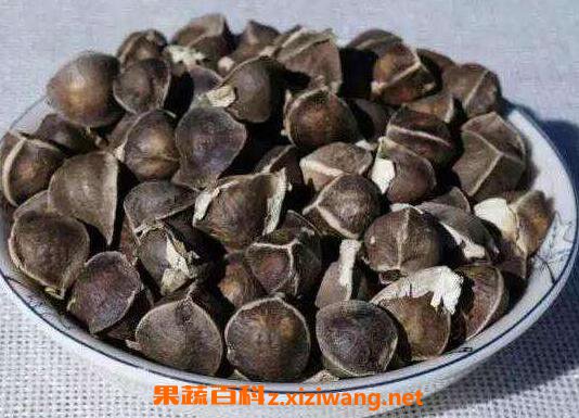 辣木籽的功效与作用及食用方法